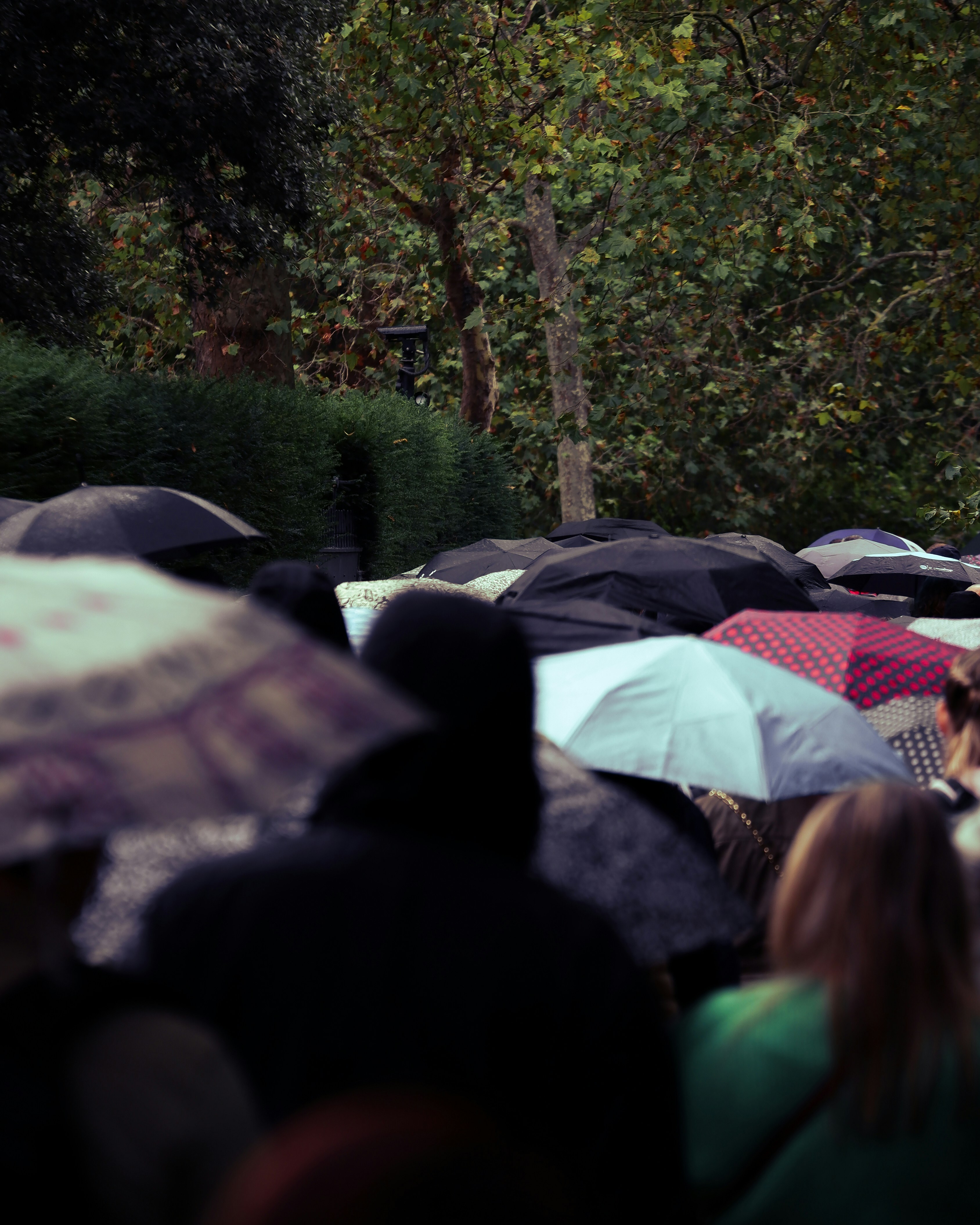 People walking in the rain holding umbrellas through St James's Park, London.