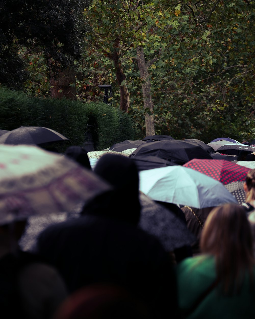 people with umbrellas in the rain