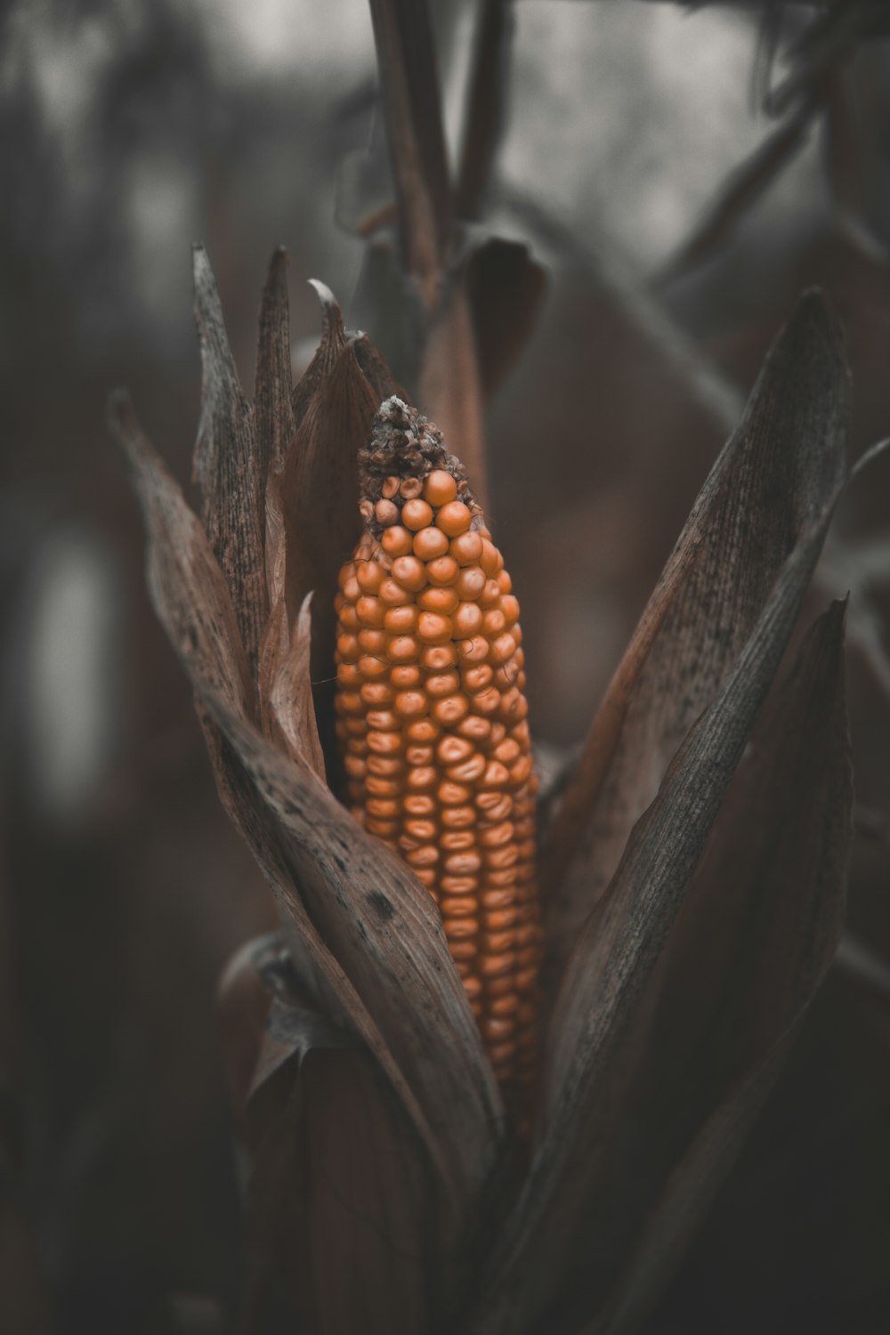 a close-up of a plant