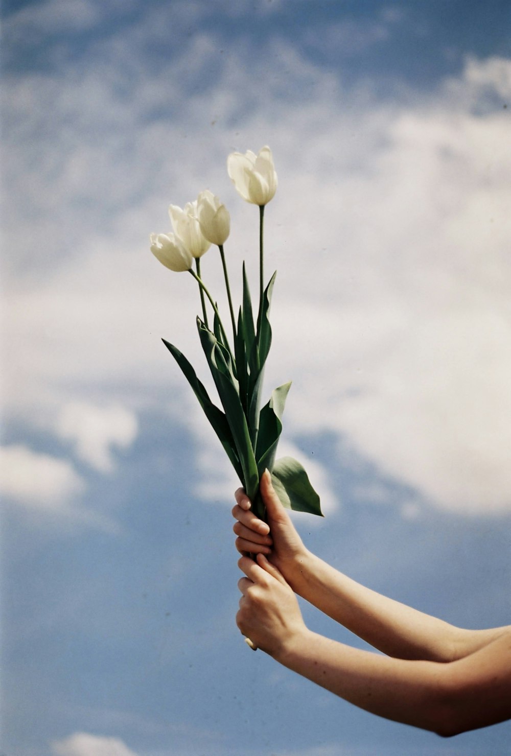 작은 흰색 꽃을 들고 있는 손