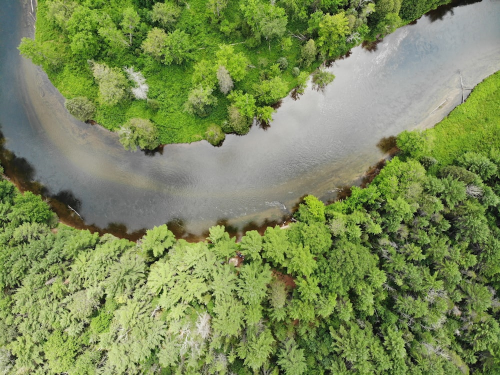 a river with trees around it