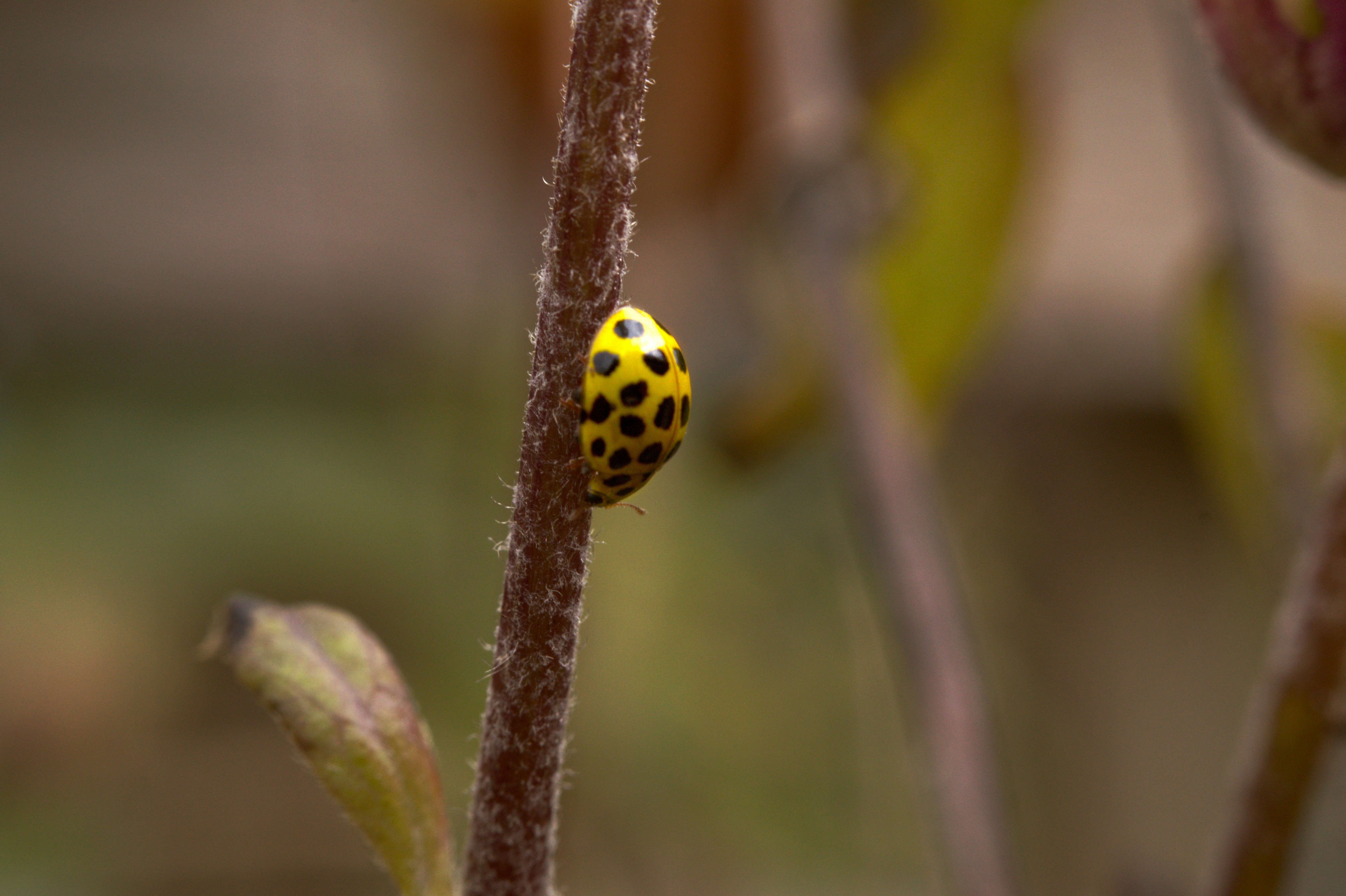 a ladybug on a branch