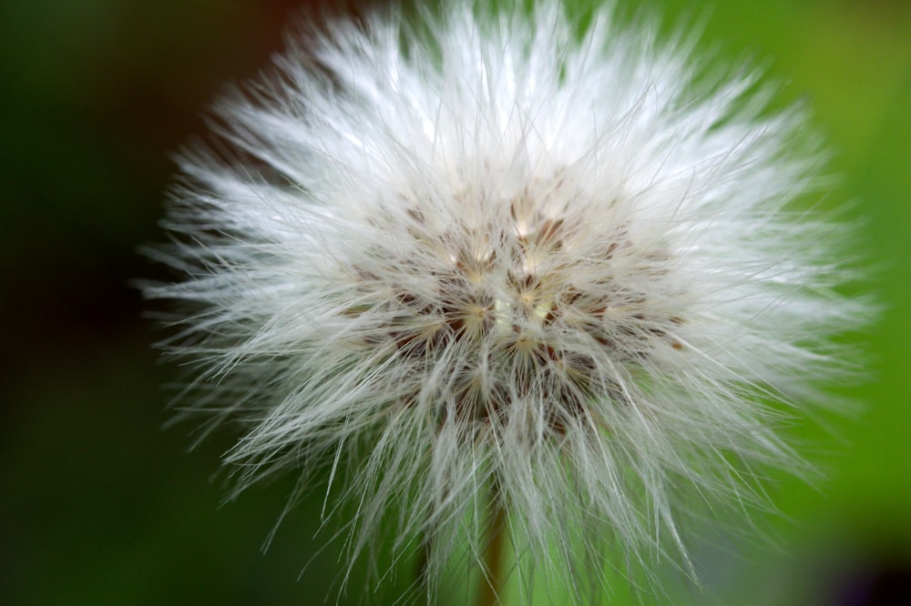 a close up of a dandelion