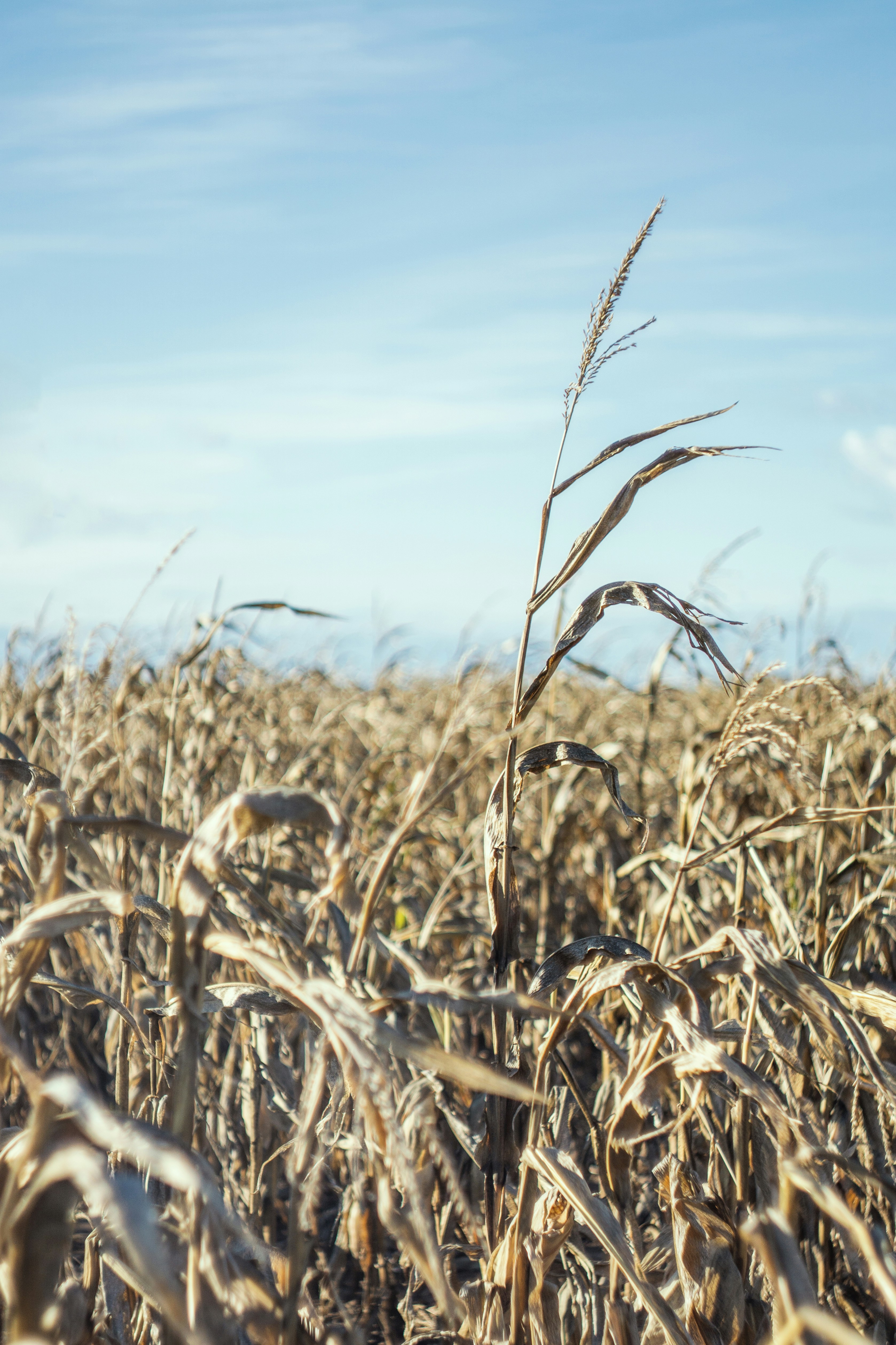 Photo by annaspoljar