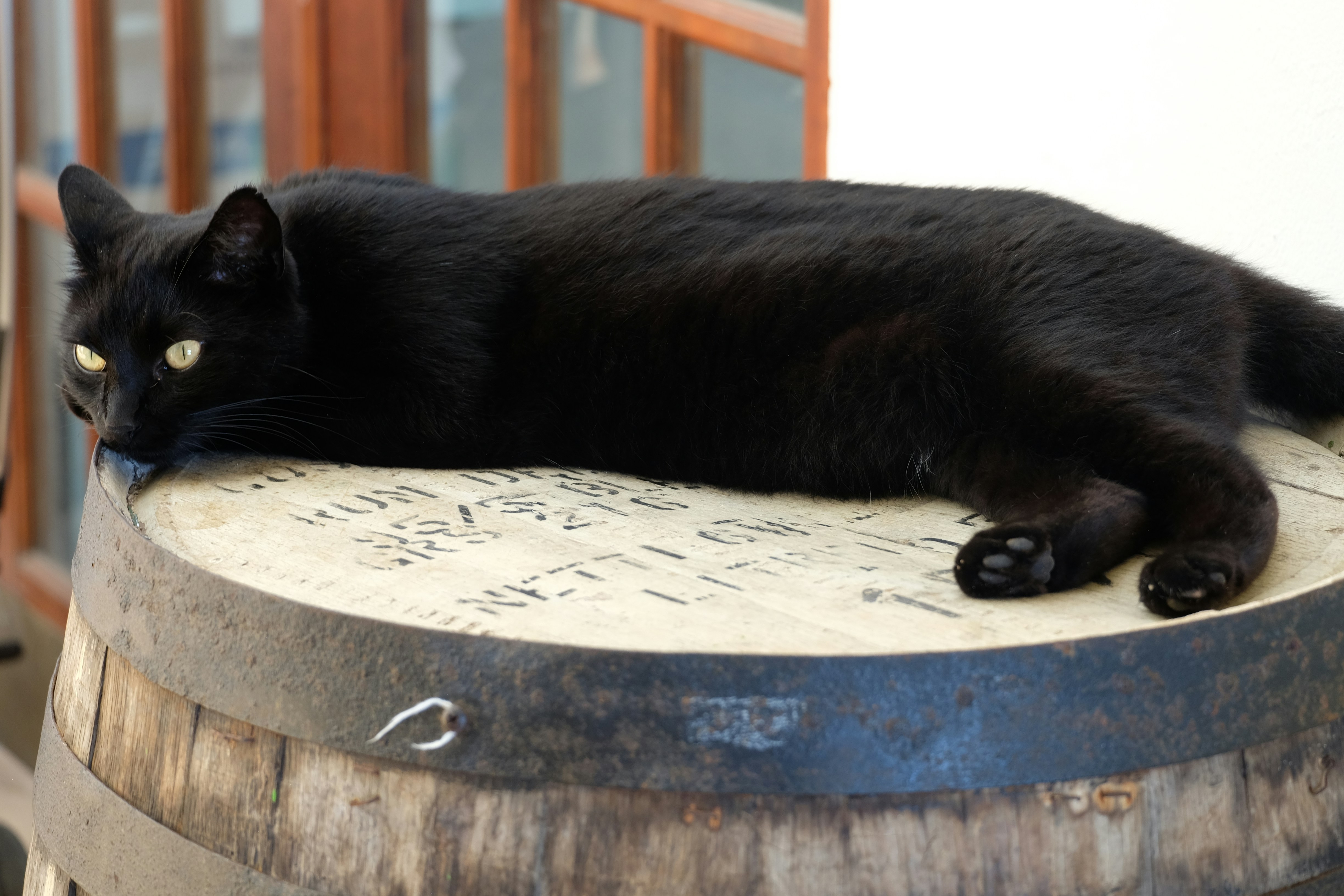 a black cat laying on a bench