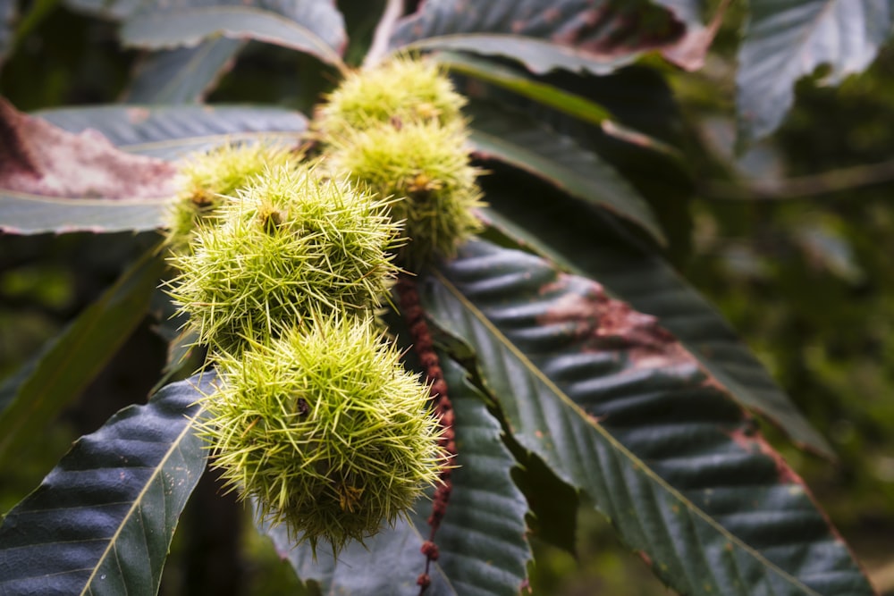 a plant with green leaves