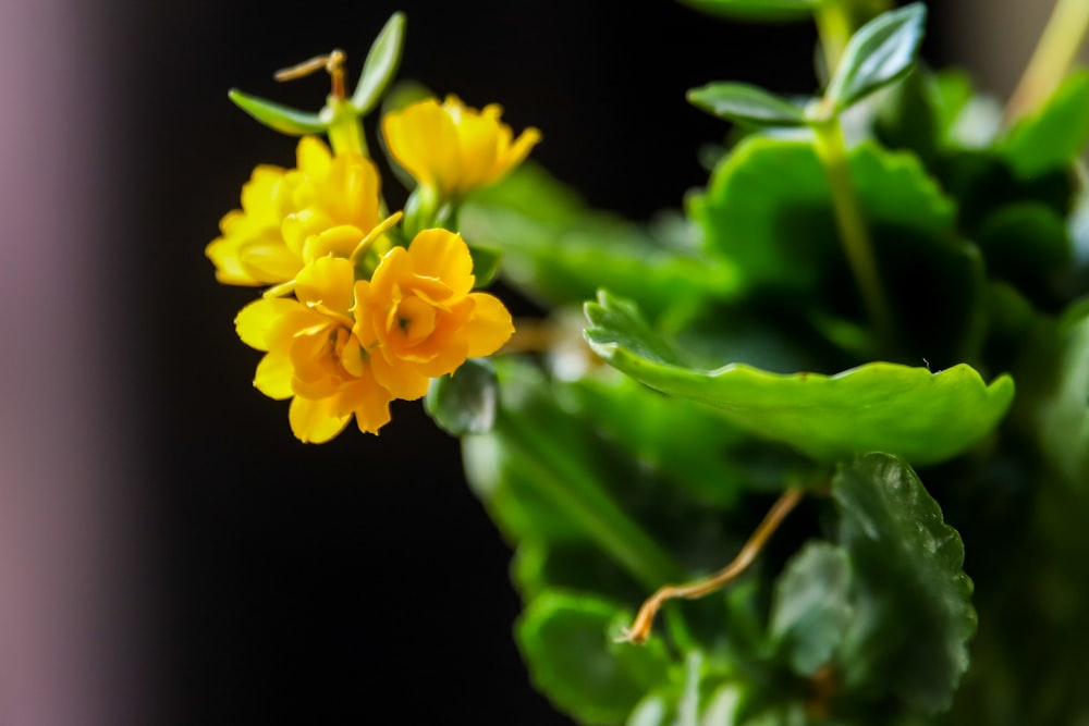 Un primer plano de una flor amarilla