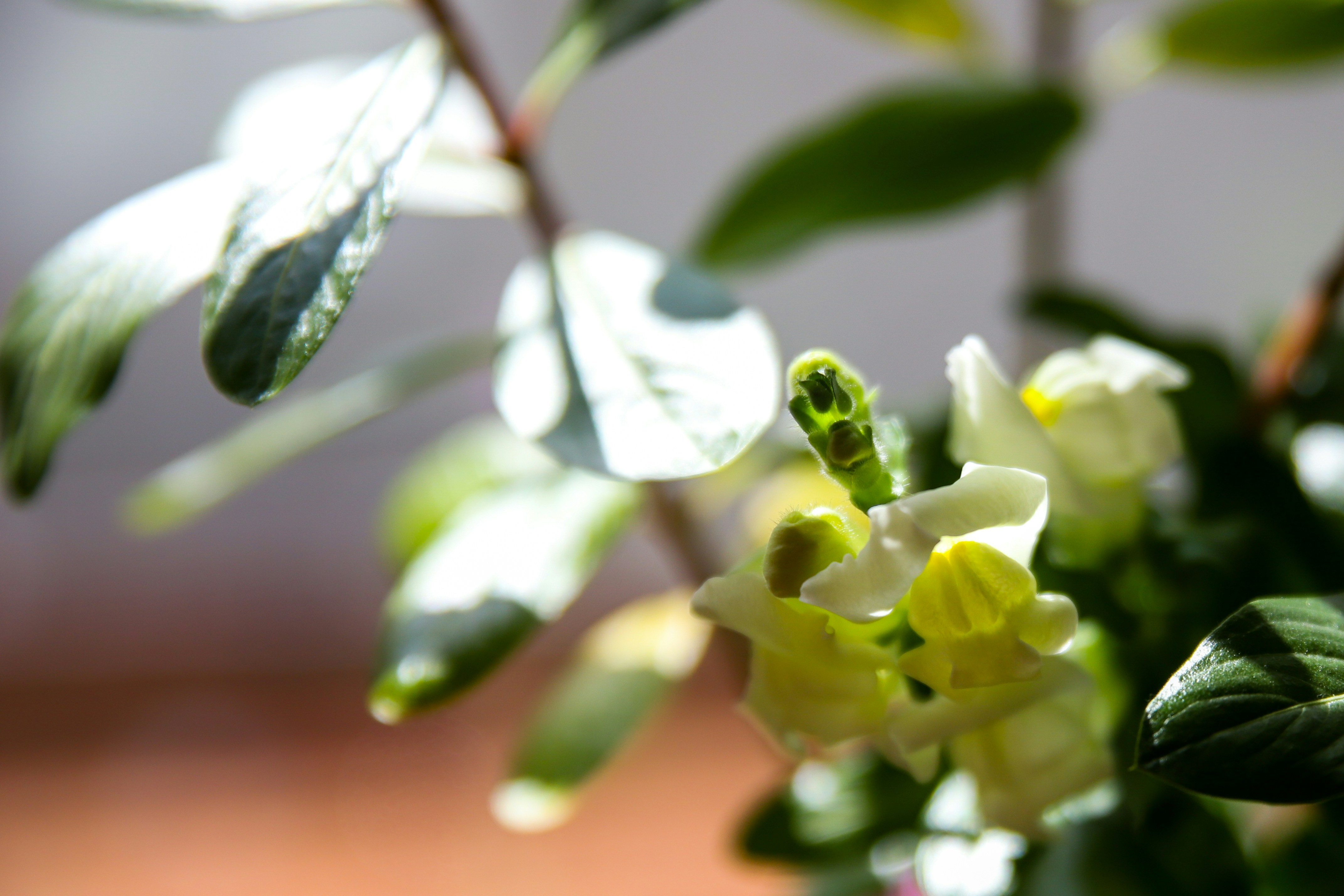 Lion Flower Pictures | Download Free Images on Unsplash