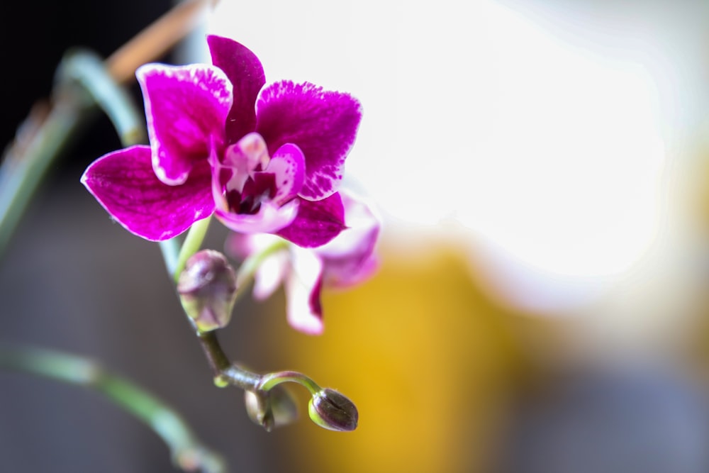 a close up of a flower