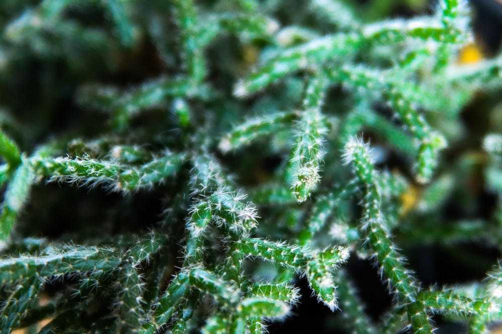close-up of a green plant