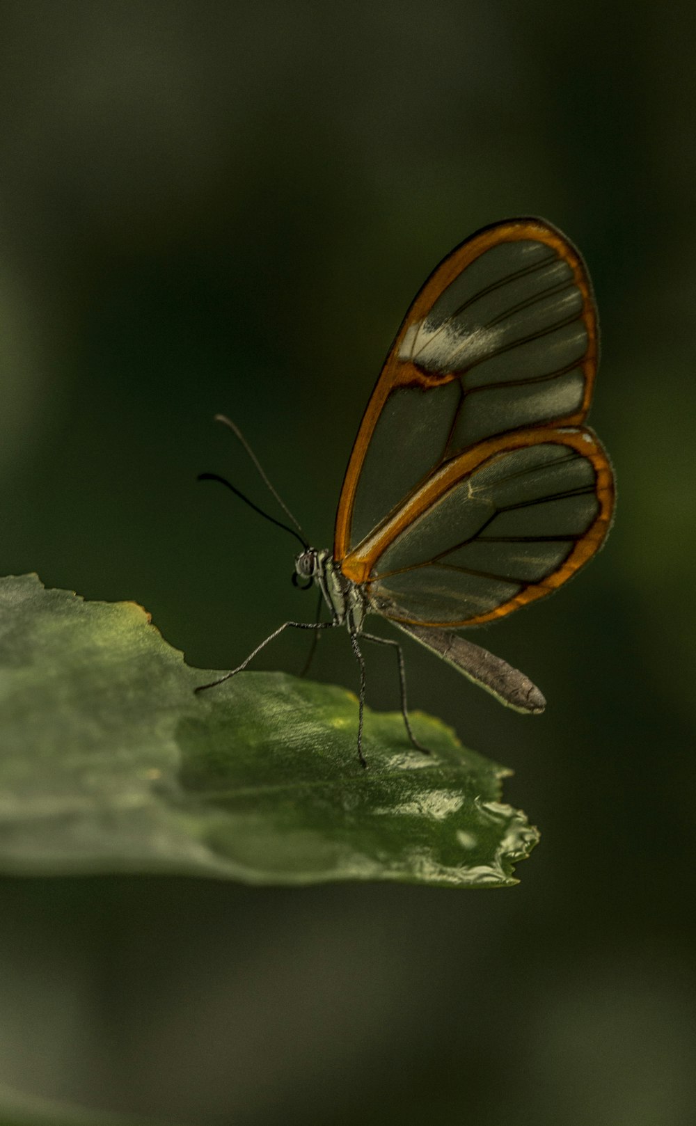 a butterfly on a leaf