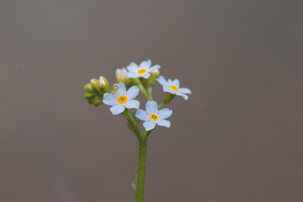 a close-up of some flowers