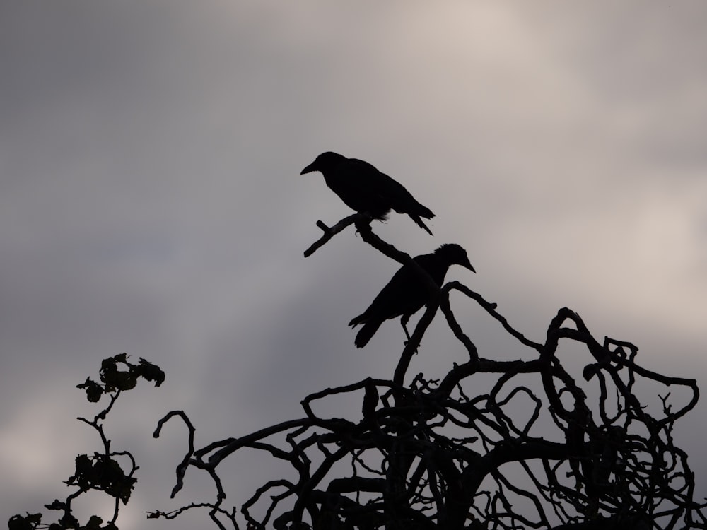 a bird on a tree branch