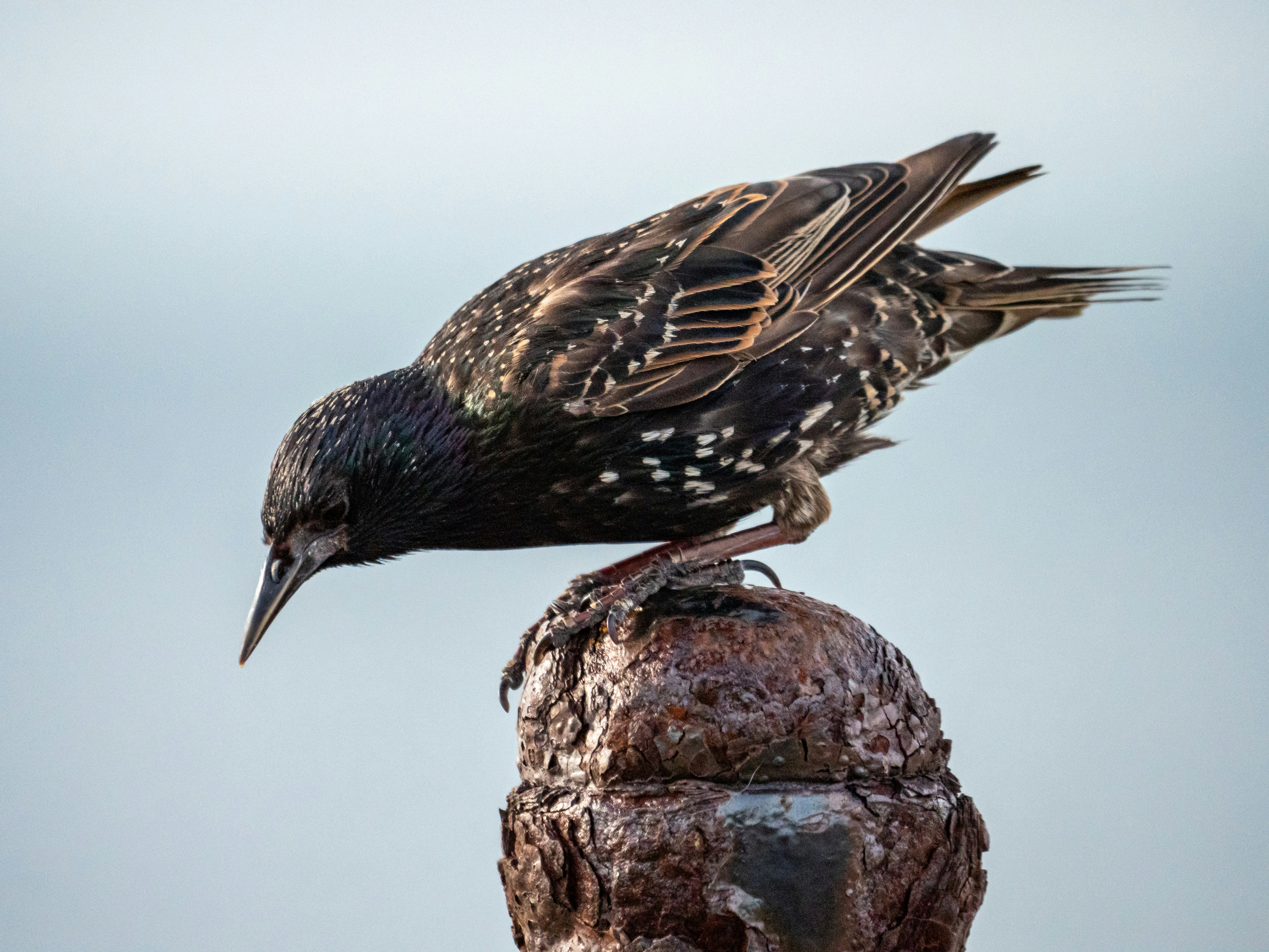 Sturnus Android Malware Directly Captures Screen, Bypassing E2EE