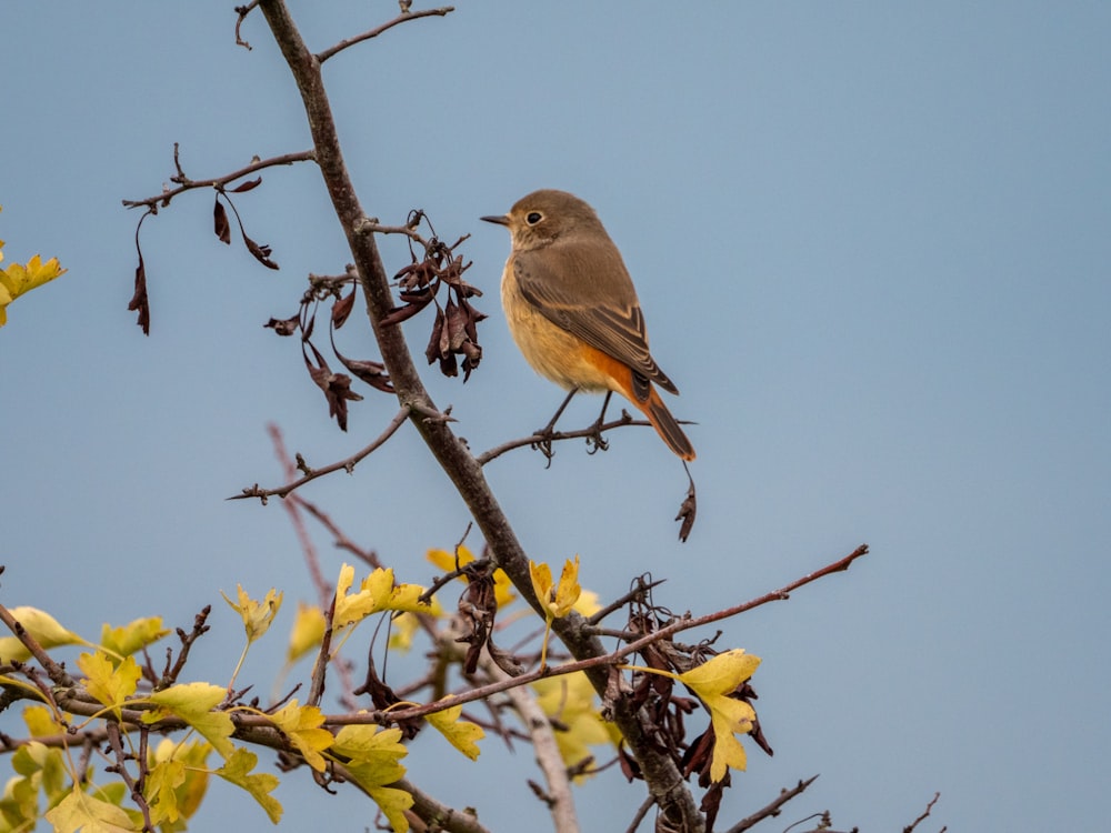 a bird sitting on a branch