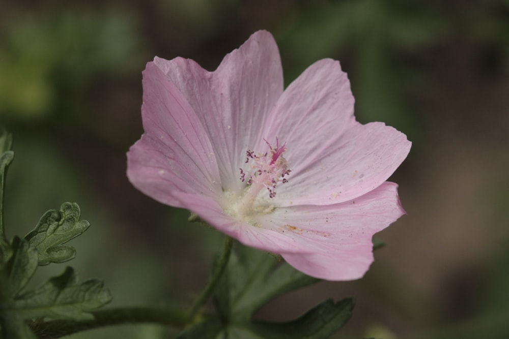 a close up of a flower