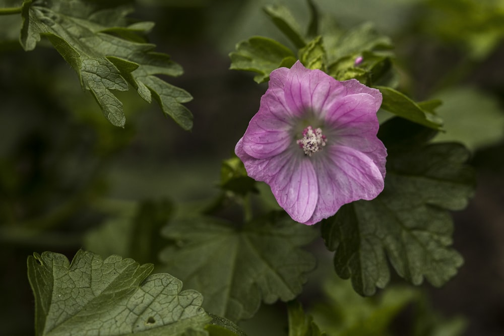 eine violette Blume, umgeben von grünen Blättern