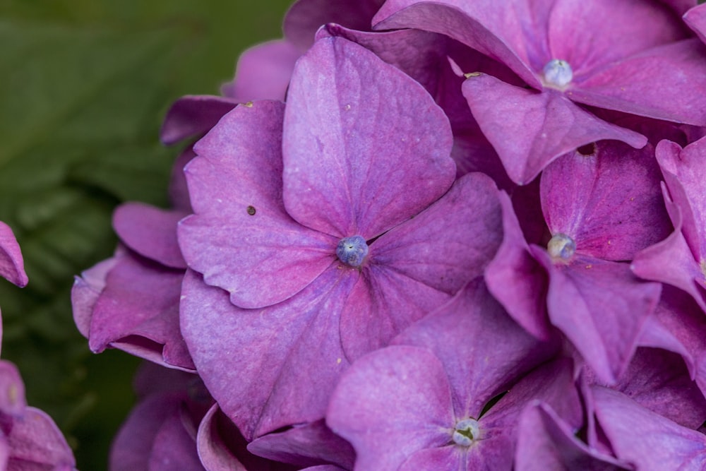 a close up of a purple flower