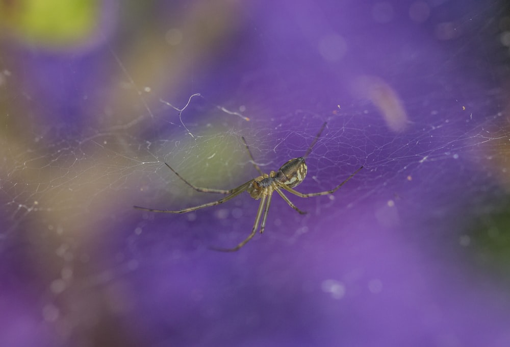 a bug on a leaf