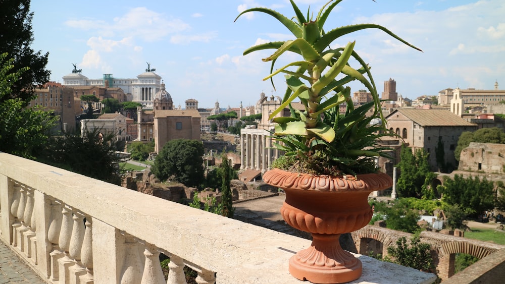 a potted plant on a ledge overlooking a city