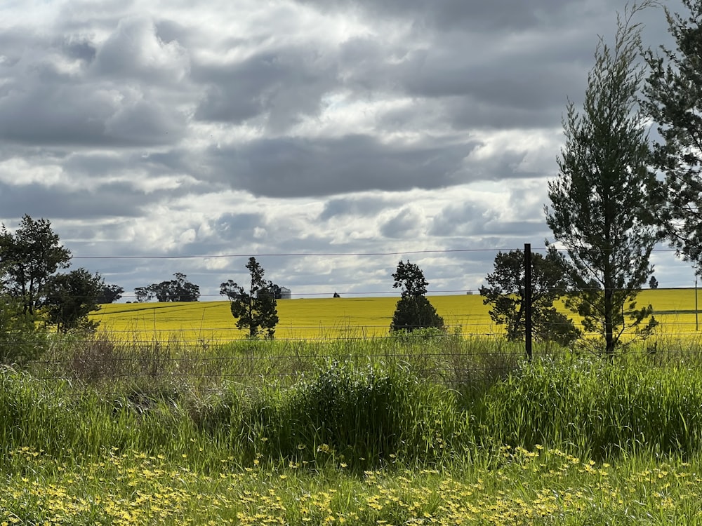 Un campo de flores amarillas