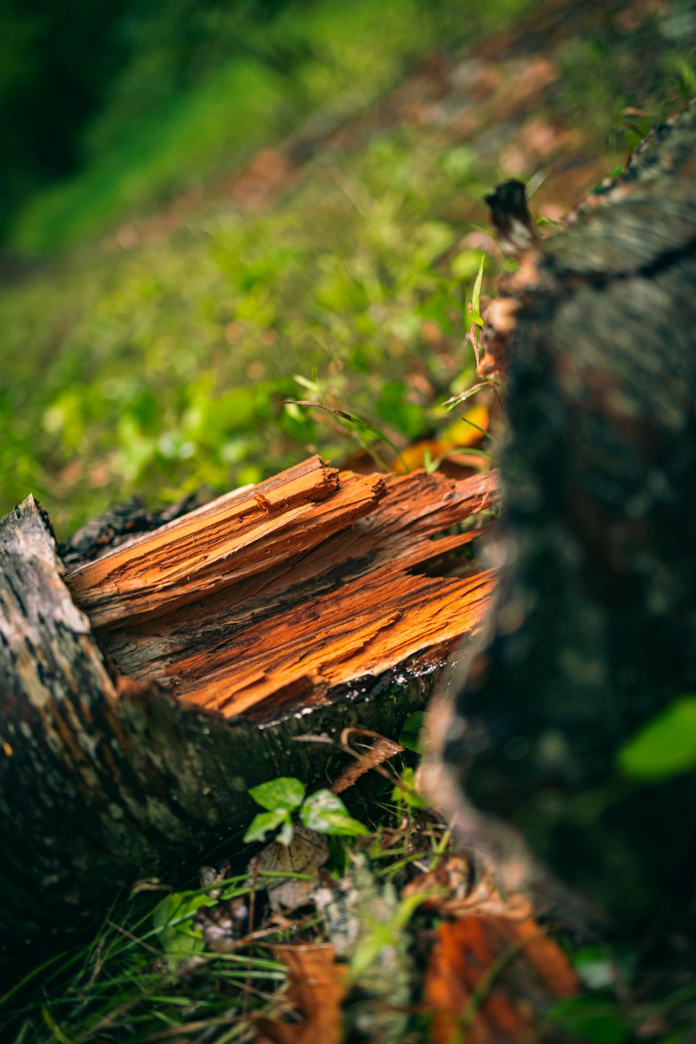 a log in the woods