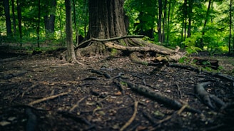 a tree trunk in a forest