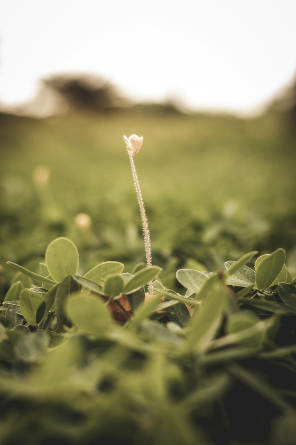 a small white flower on a green plant