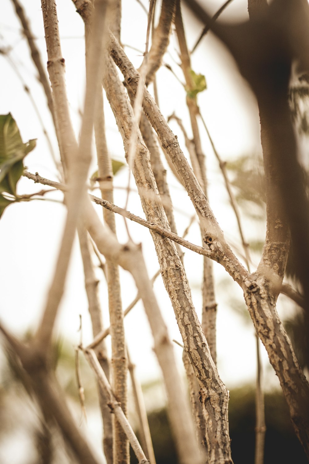 a tree with branches and leaves