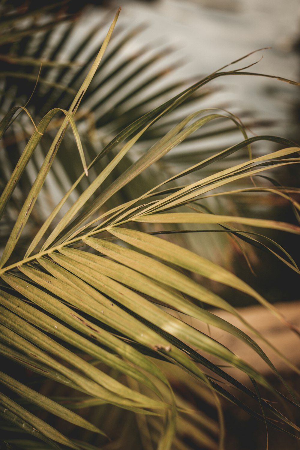 close up of grass