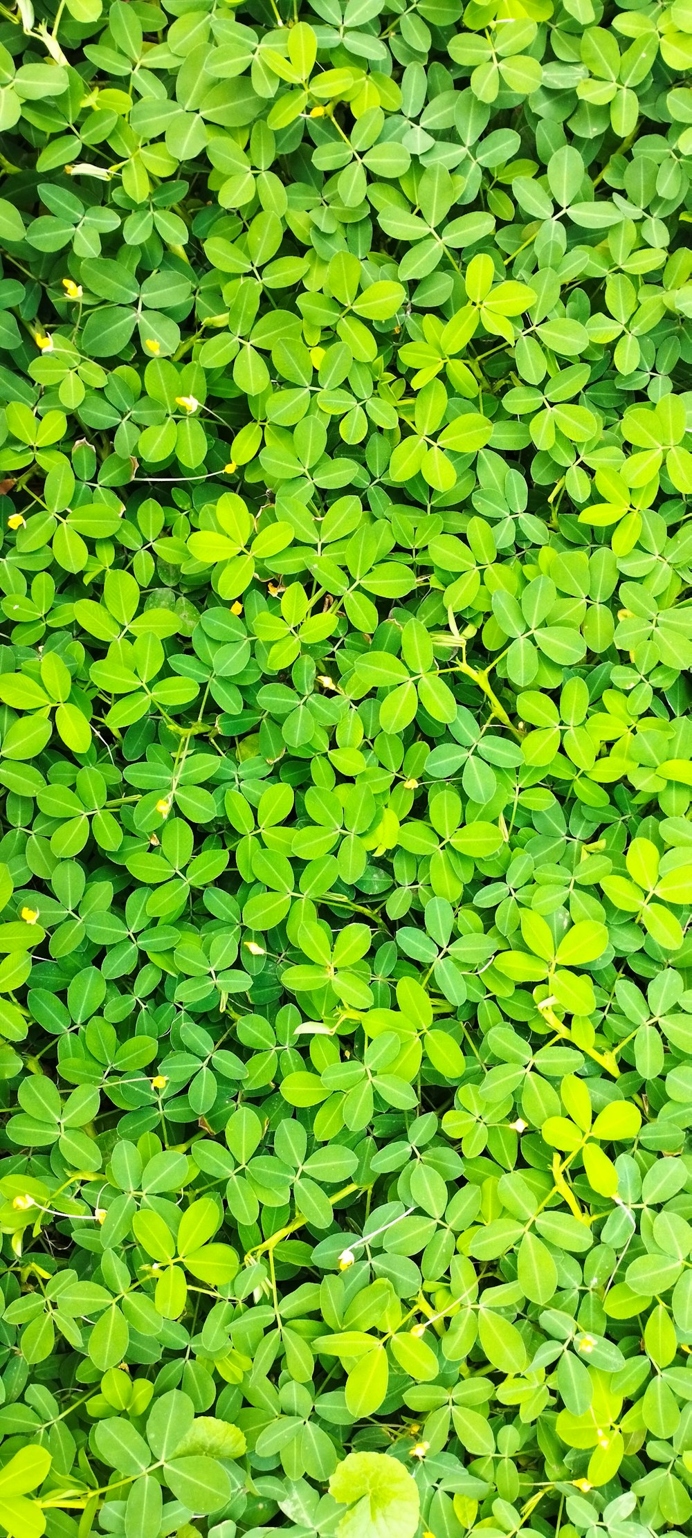 a group of green leaves