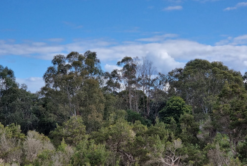 a group of trees