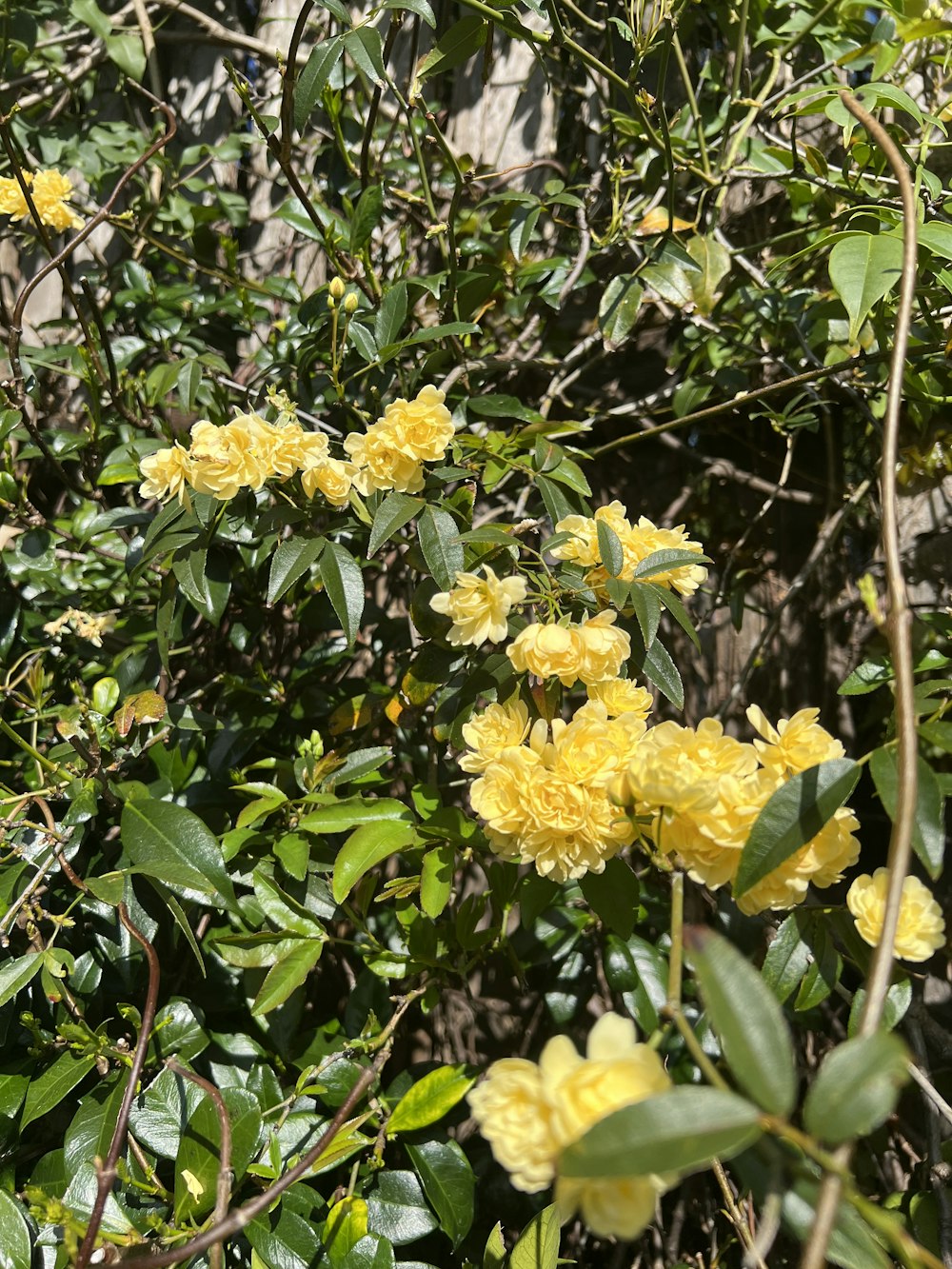 Un grupo de flores amarillas