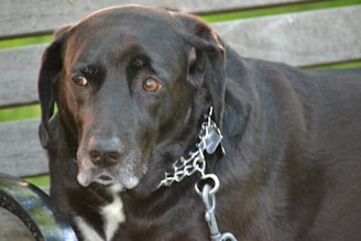A large black dog with white markings on its snout and chest sits on a bench. The dog's eyes are expressive and gazing forward. It wears a metal chain collar with a leash attached. The background consists of wooden slats with some green foliage visible.