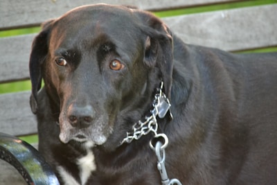 A large black dog with white markings on its snout and chest sits on a bench. The dog's eyes are expressive and gazing forward. It wears a metal chain collar with a leash attached. The background consists of wooden slats with some green foliage visible.