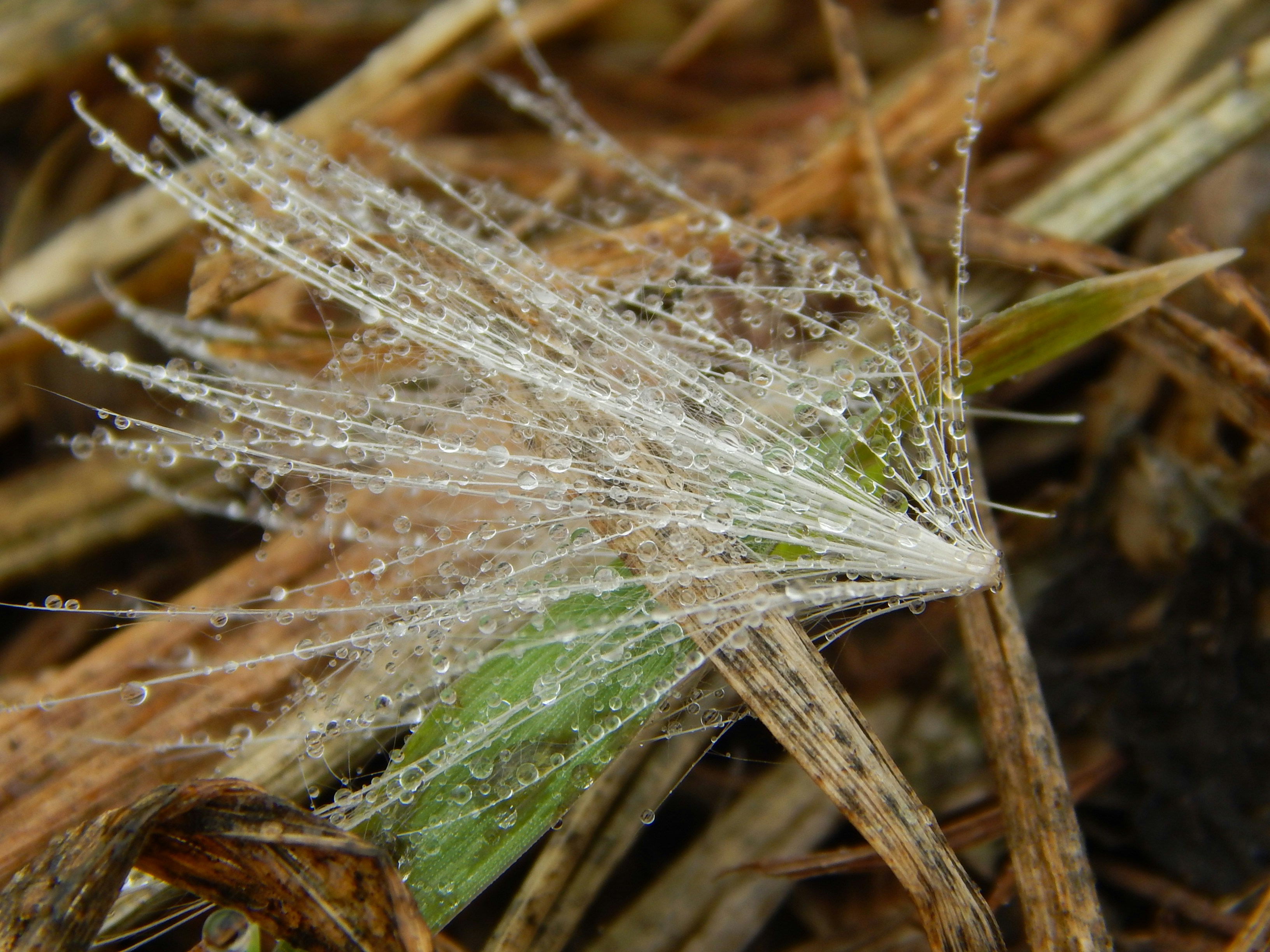 a close up of a leaf