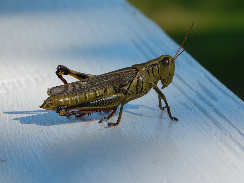 un insecte vert et brun