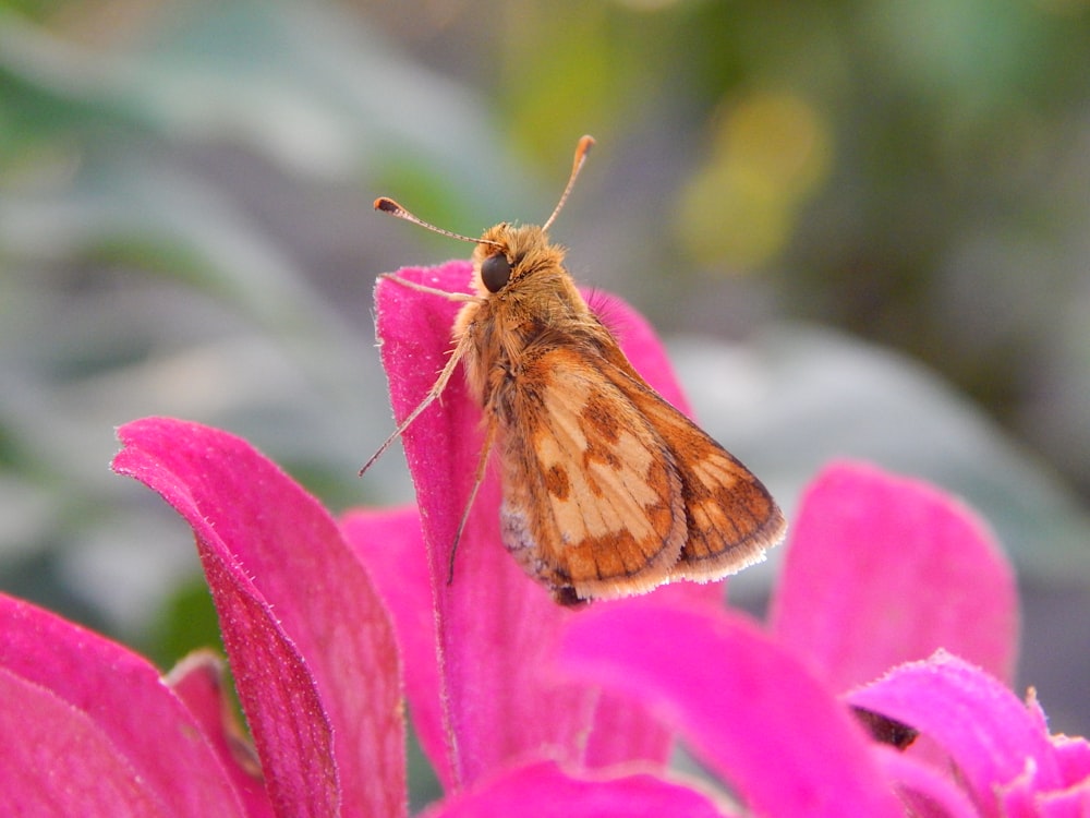 uma mariposa em uma flor