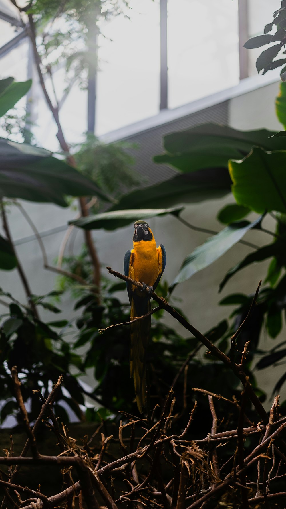 a bird sitting on a branch