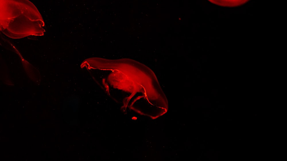 red jellyfish in the dark