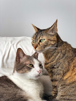 a couple of cats lying down