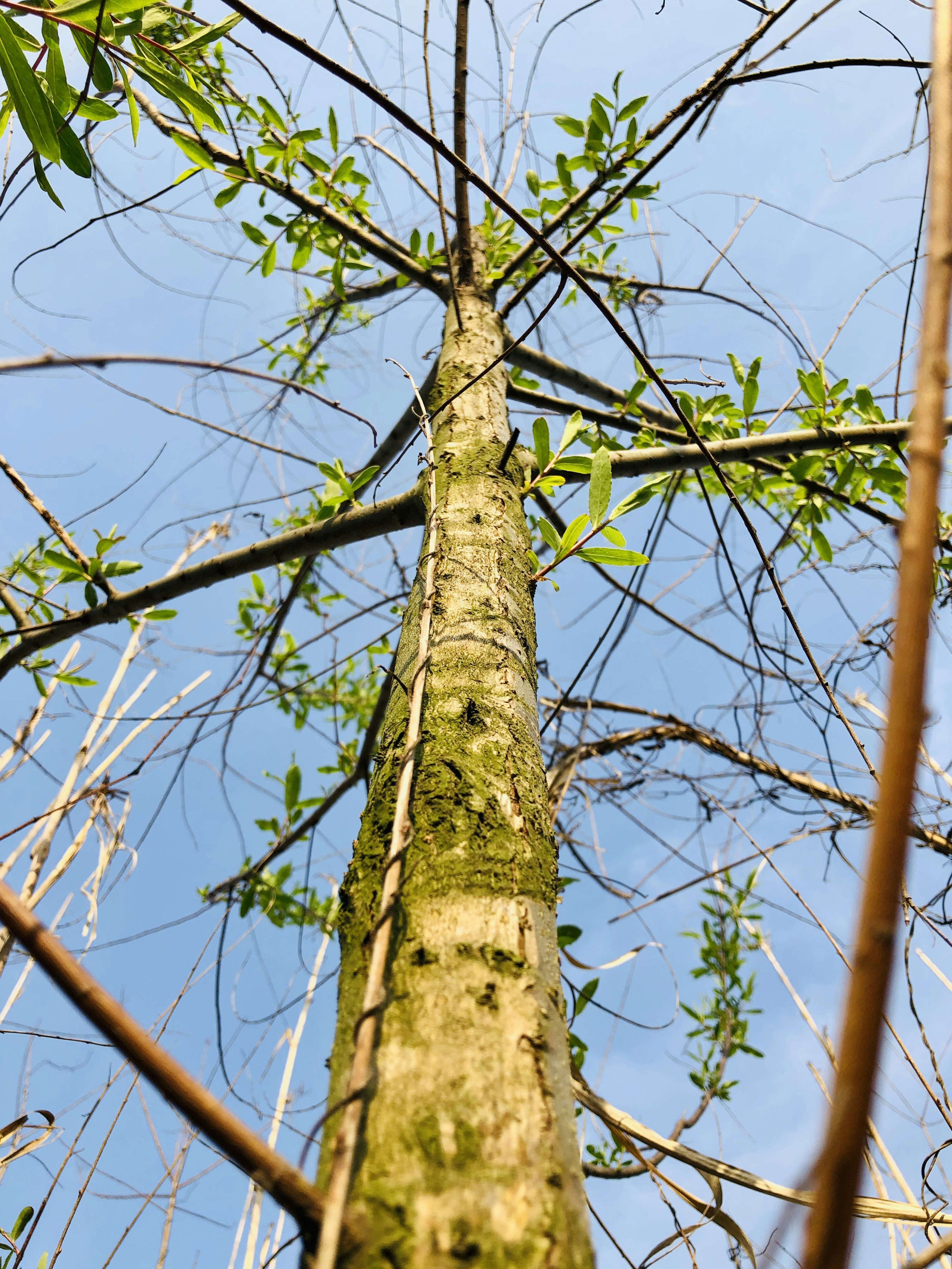 Photo by robertchen13