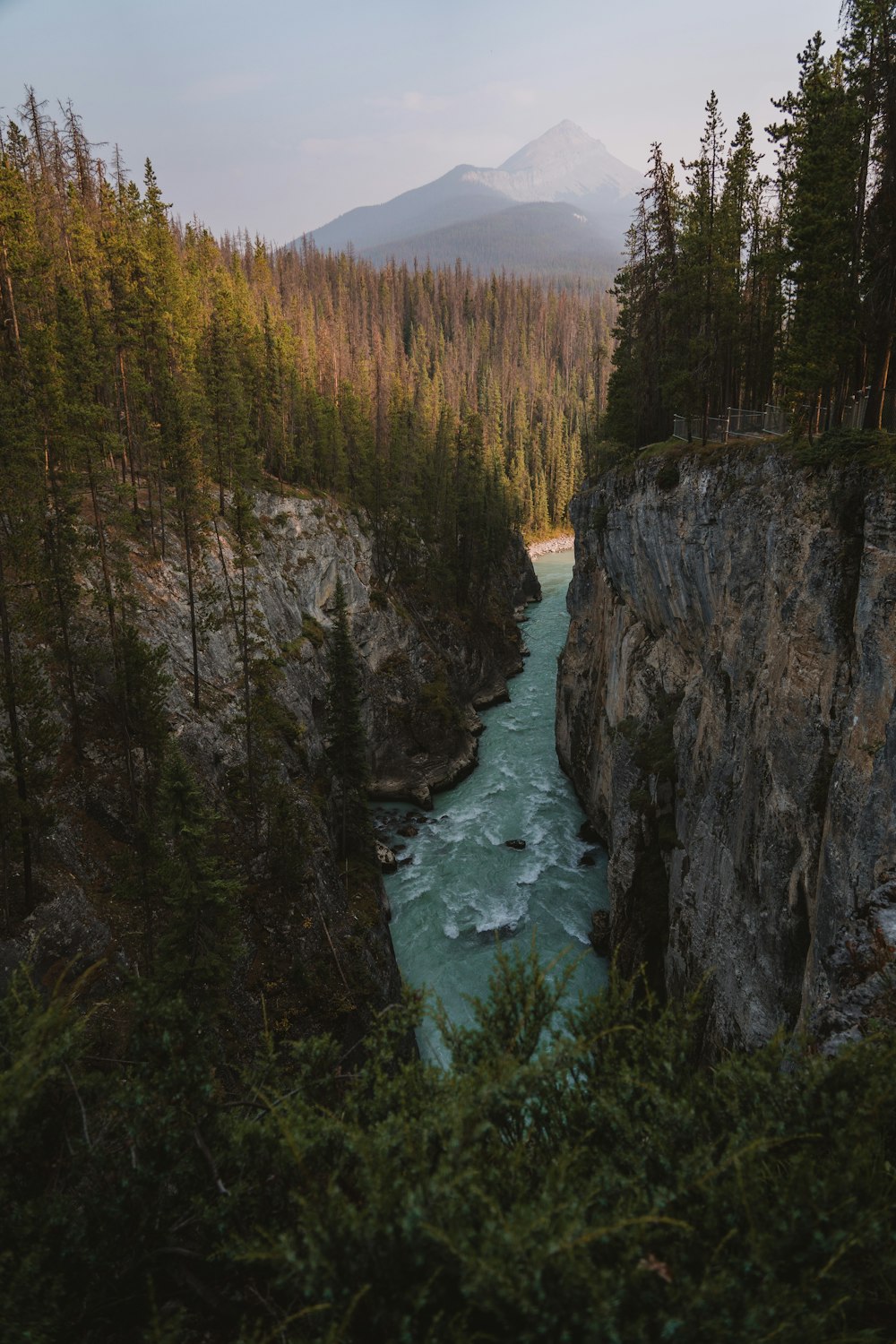 a river running through a forest