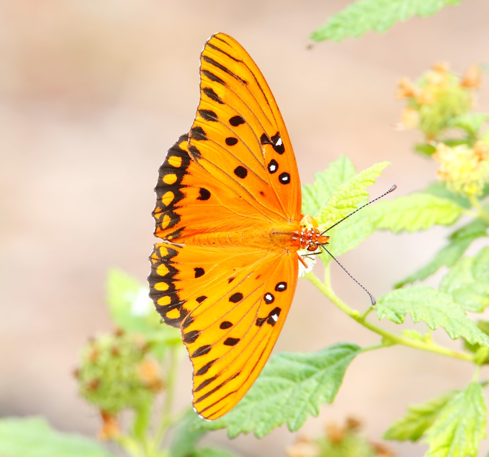 Un papillon sur une feuille