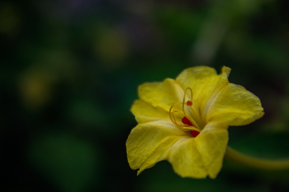 a yellow flower with a red center