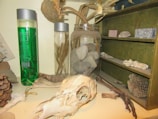 A collection of natural objects displayed on shelves and a table. There are glass jars containing stones and dried plants, a skull in the foreground, pine cones, and pieces of driftwood. The shelving unit is filled with various stones and mineral samples.