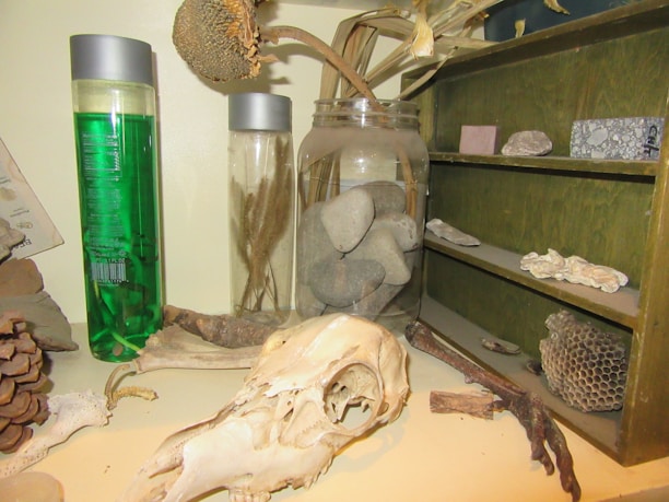 A collection of natural objects displayed on shelves and a table. There are glass jars containing stones and dried plants, a skull in the foreground, pine cones, and pieces of driftwood. The shelving unit is filled with various stones and mineral samples.