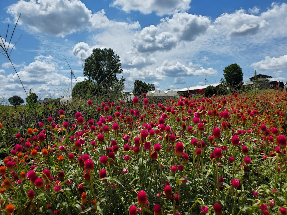 a field of flowers