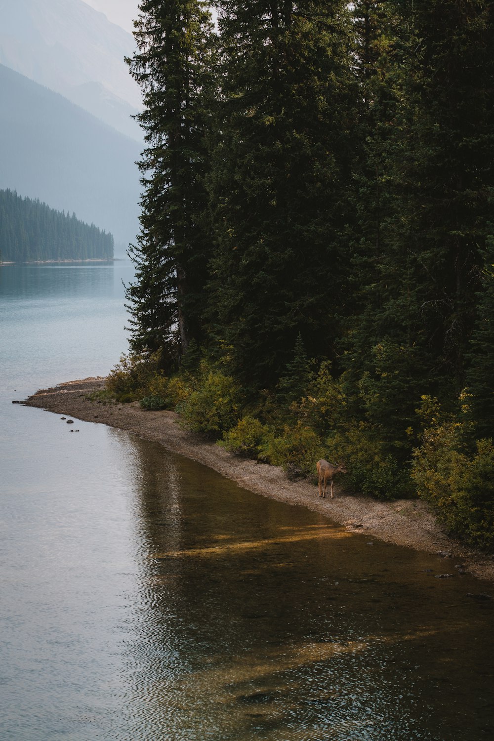 a dog walking along a river