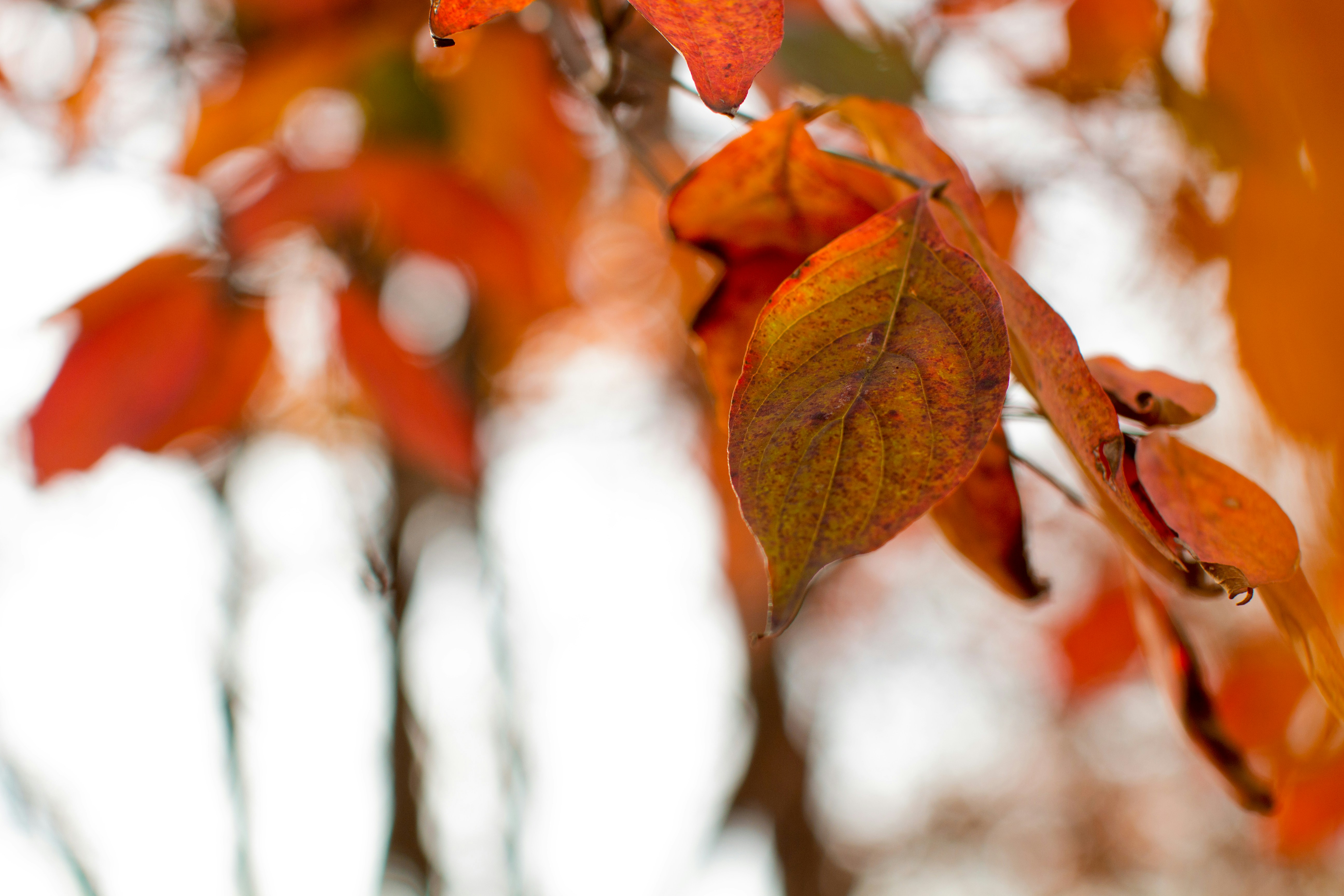 Photo by emmanuelphaeton